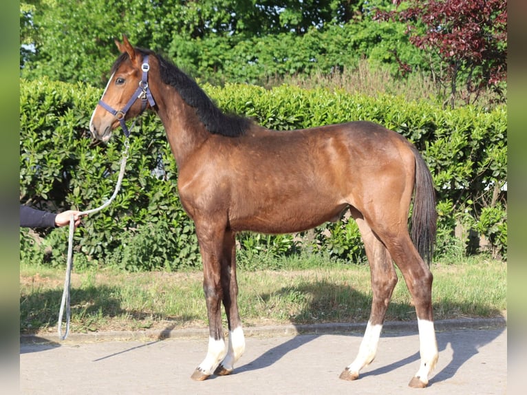 Hanoverian Mare 1 year 16,1 hh Brown in Selsingen