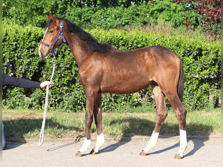 Hanoverian Mare 1 year 16,1 hh Brown in Selsingen