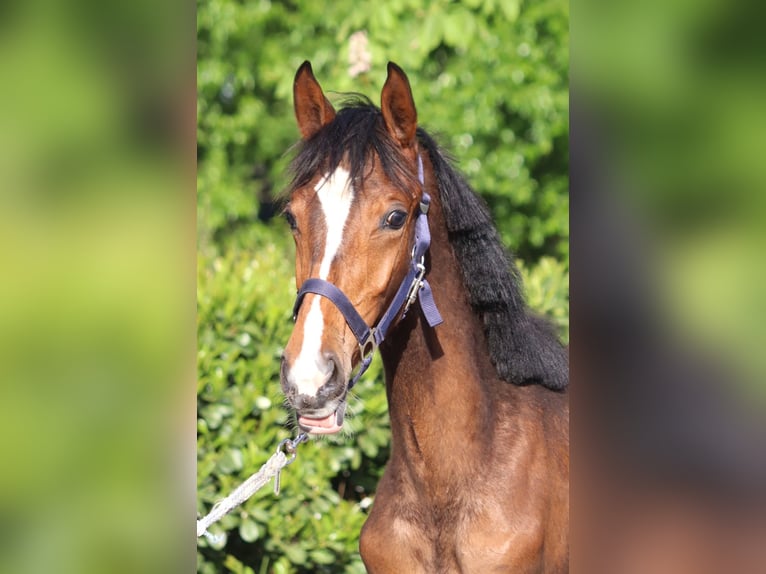 Hanoverian Mare 1 year 16,1 hh Brown in Selsingen