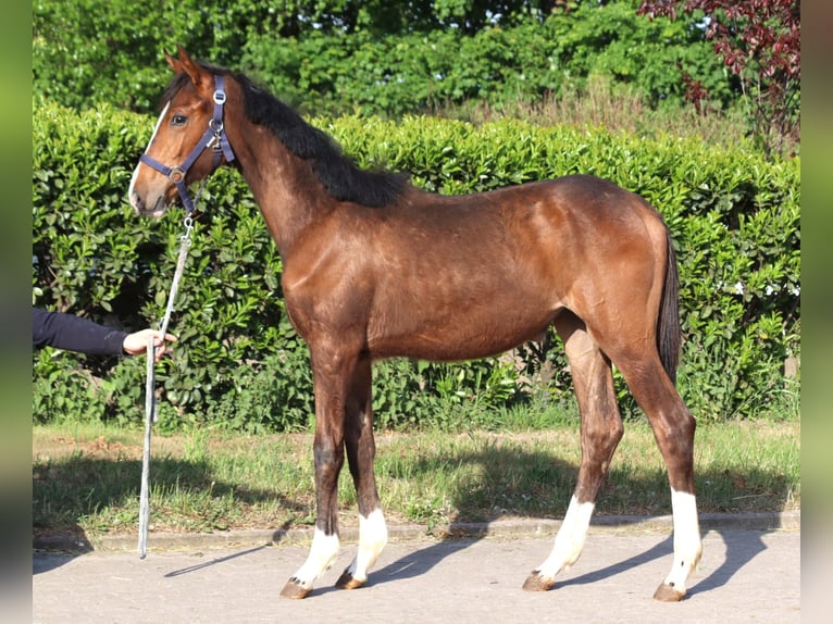 Hanoverian Mare 1 year 16,1 hh Brown in Selsingen