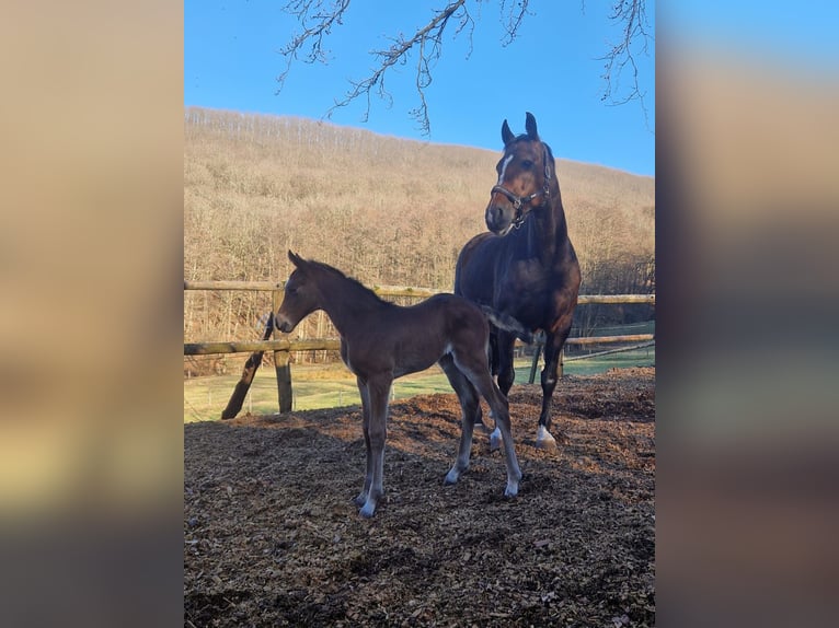 Hanoverian Mare 1 year 16,1 hh Brown in Schmitten