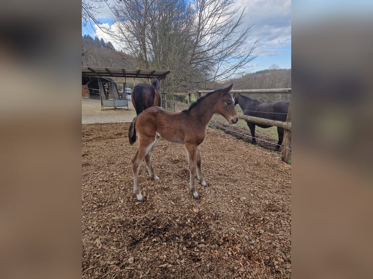 Hanoverian Mare 1 year 16,1 hh Brown in Schmitten