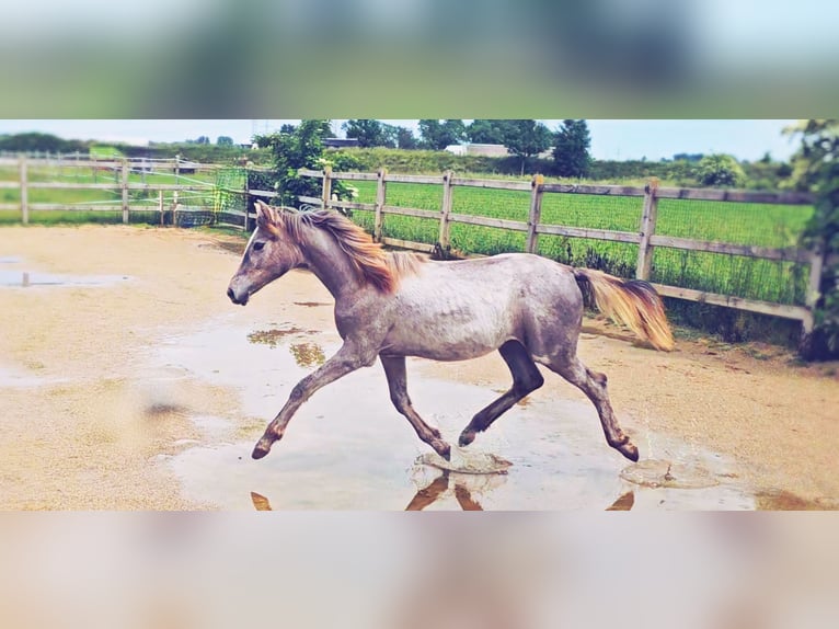 Hanoverian Mare 1 year 16,1 hh Can be white in Langenau