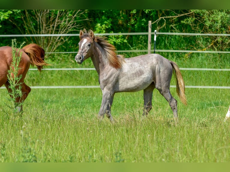 Hanoverian Mare 1 year 16,1 hh Can be white in Langenau