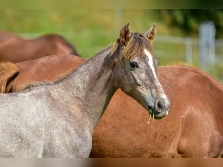 Hanoverian Mare 1 year 16,1 hh Can be white in Langenau