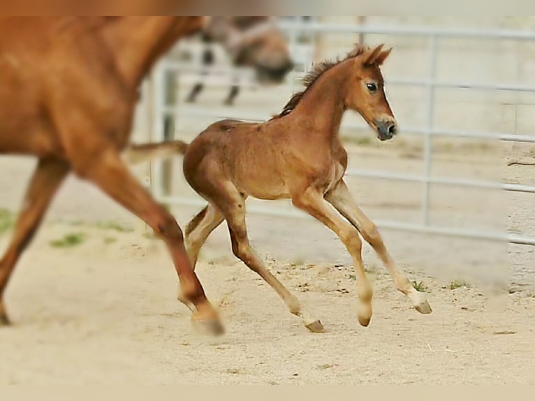 Hanoverian Mare 1 year 16,1 hh Can be white in Langenau