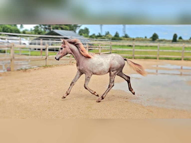 Hanoverian Mare 1 year 16,1 hh Can be white in Langenau