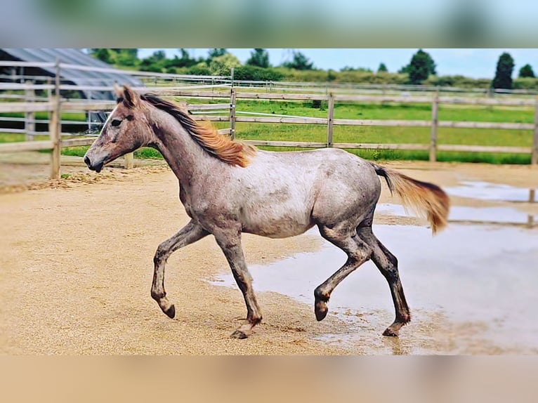 Hanoverian Mare 1 year 16,1 hh Can be white in Langenau