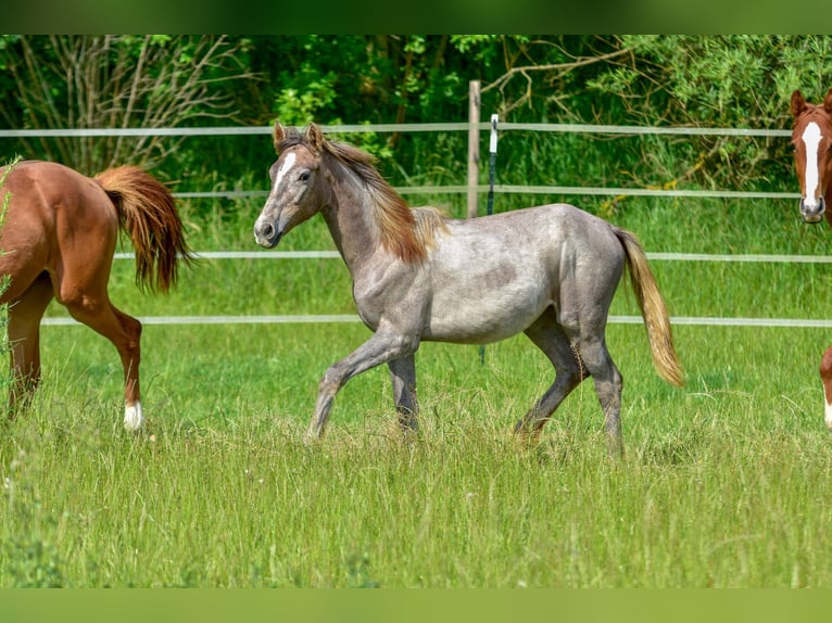 Hanoverian Mare 1 year 16,1 hh Can be white in Langenau