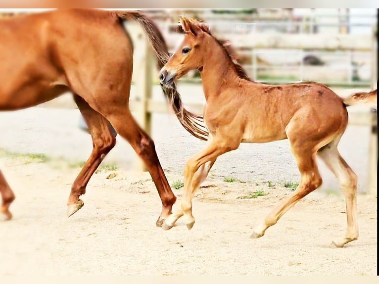 Hanoverian Mare 1 year 16,1 hh Can be white in Langenau