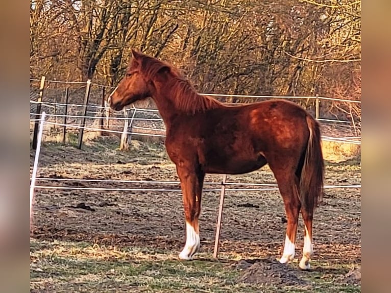 Hanoverian Mare 1 year 16,1 hh Chestnut-Red in Neuhaus