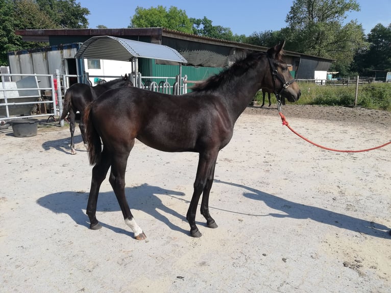 Hanoverian Mare 1 year 16,1 hh Smoky-Black in Oyten