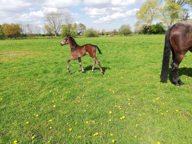 Hanoverian Mare 1 year 16,1 hh Smoky-Black in Oyten