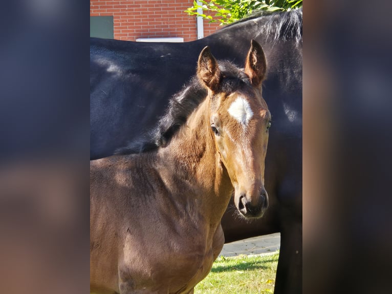 Hanoverian Mare 1 year 16,2 hh Bay-Dark in Spahnharrenstätte