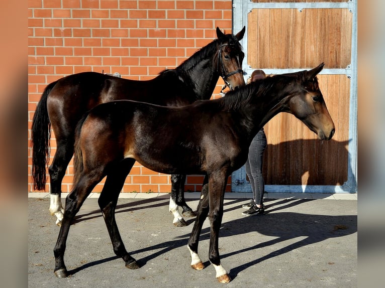 Hanoverian Mare 1 year 16,2 hh Bay-Dark in Ochtersum