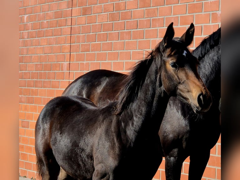 Hanoverian Mare 1 year 16,2 hh Bay-Dark in Ochtersum