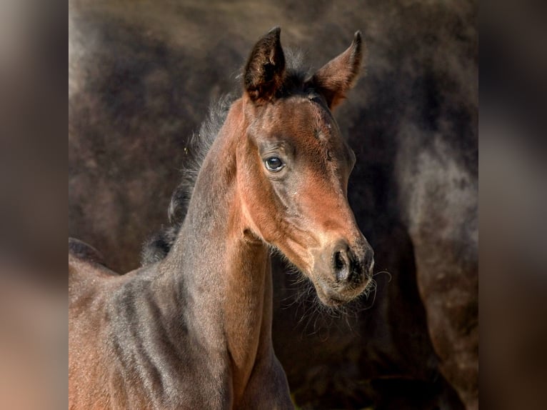 Hanoverian Mare 1 year 16,2 hh Bay-Dark in Königslutter am Elm