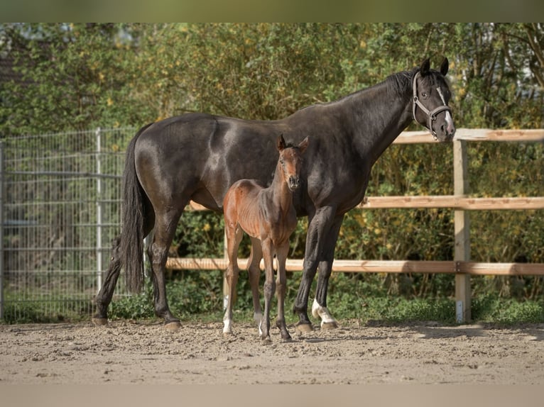 Hanoverian Mare 1 year 16,2 hh Bay-Dark in Königslutter am Elm