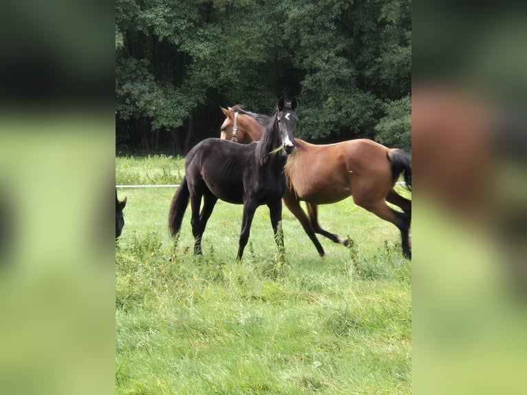 Hanoverian Mare 1 year 16,2 hh Black in Vienenburg