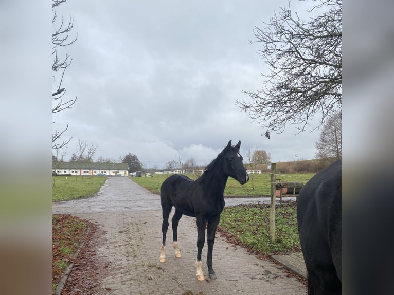 Hanoverian Mare 1 year 16,2 hh Black in Anzeling