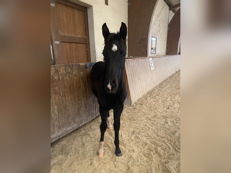Hanoverian Mare 1 year 16,2 hh Black in Anzeling