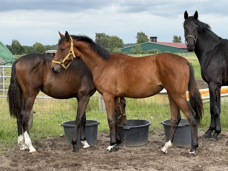 Hanoverian Mare 1 year 16,2 hh Brown in Langwedel
