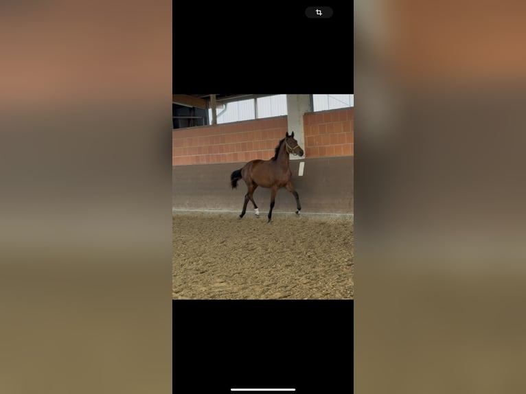 Hanoverian Mare 1 year 16,2 hh Brown in Langwedel