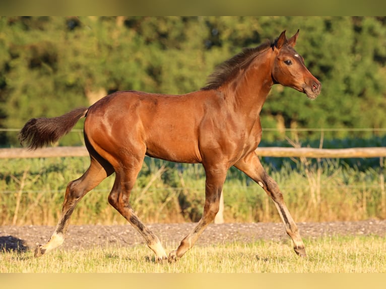 Hanoverian Mare 1 year 16,2 hh Brown in Rickling
