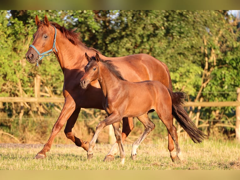 Hanoverian Mare 1 year 16,2 hh Brown in Rickling