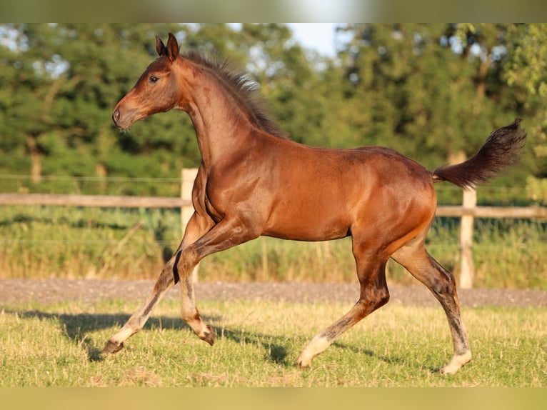 Hanoverian Mare 1 year 16,2 hh Brown in Rickling