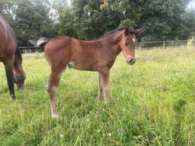Hanoverian Mix Mare 1 year 16,2 hh Brown in EhrMarienfels