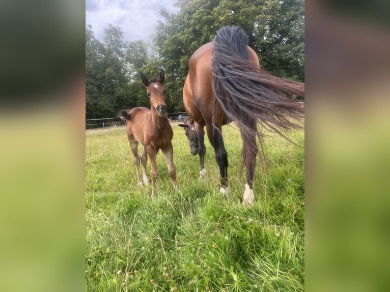 Hanoverian Mix Mare 1 year 16,2 hh Brown in EhrMarienfels