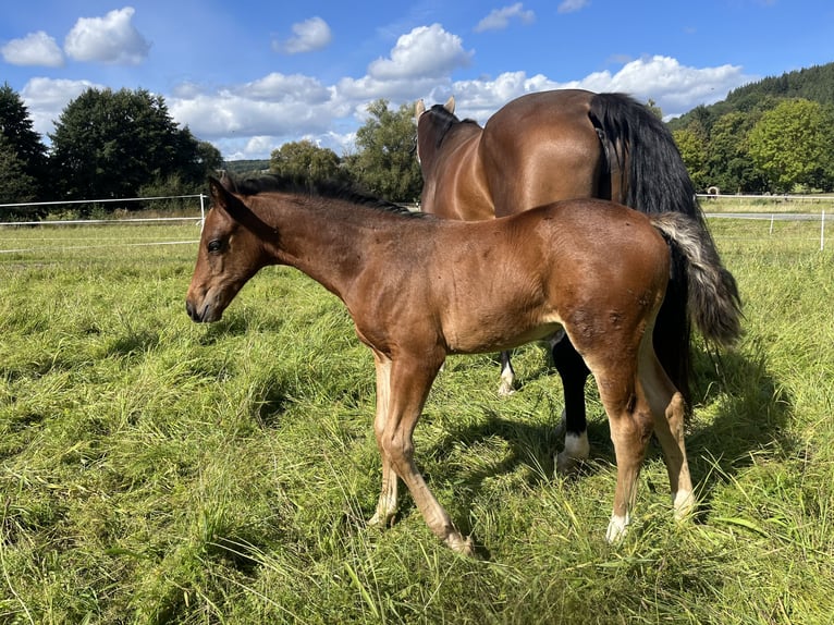 Hanoverian Mix Mare 1 year 16,2 hh Brown in EhrMarienfels