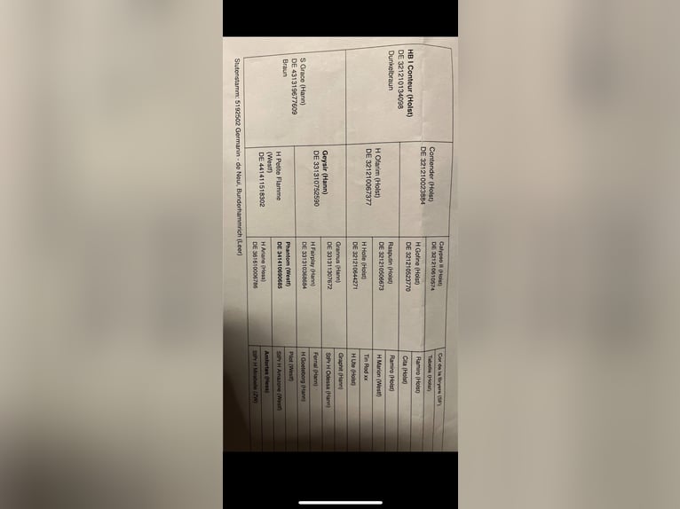 Hanoverian Mix Mare 1 year 16,2 hh Brown in EhrMarienfels