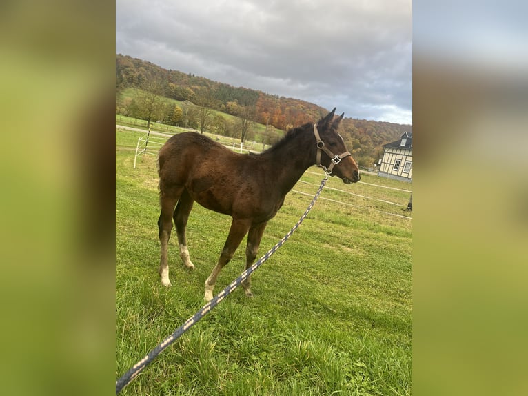 Hanoverian Mix Mare 1 year 16,2 hh Brown in Marienfels
