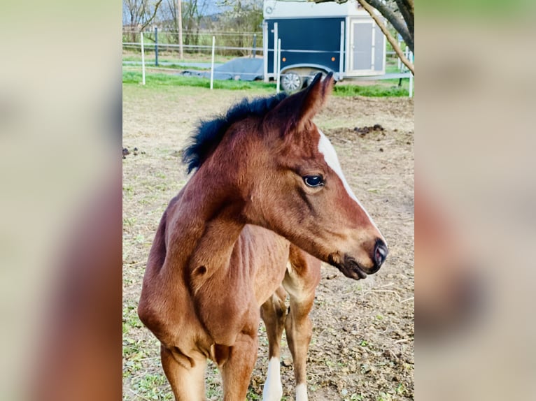 Hanoverian Mare 1 year 16,2 hh Brown in Stallhofen