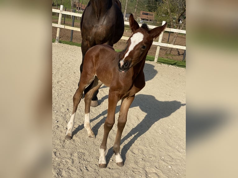 Hanoverian Mare 1 year 16,2 hh Brown in Stallhofen