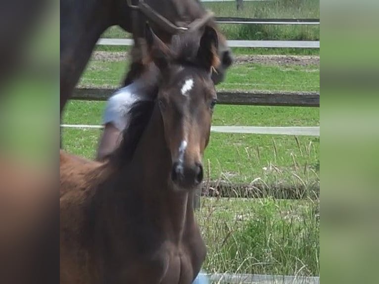 Hanoverian Mare 1 year 16,2 hh Brown in Ratekau