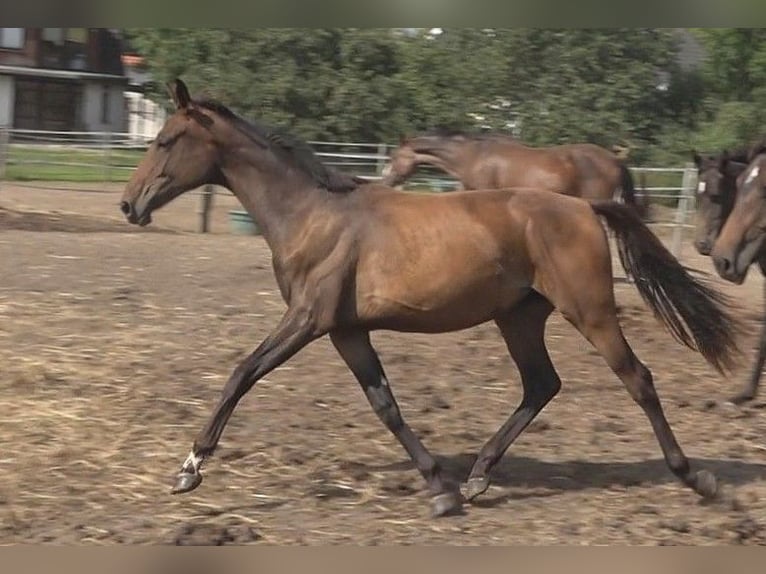 Hanoverian Mare 1 year 16,2 hh Brown in Ratekau