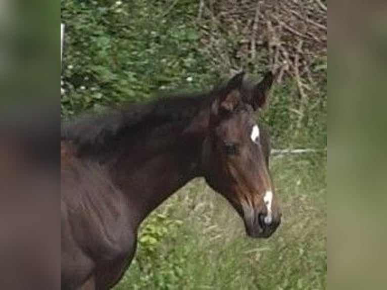 Hanoverian Mare 1 year 16,2 hh Brown in Ratekau