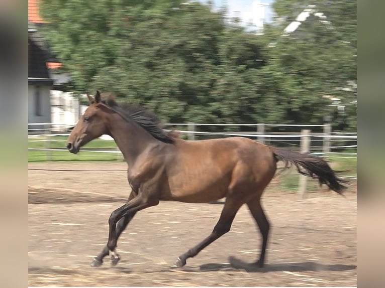 Hanoverian Mare 1 year 16,2 hh Brown in Ratekau