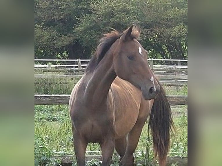 Hanoverian Mare 1 year 16,2 hh Brown in Ratekau