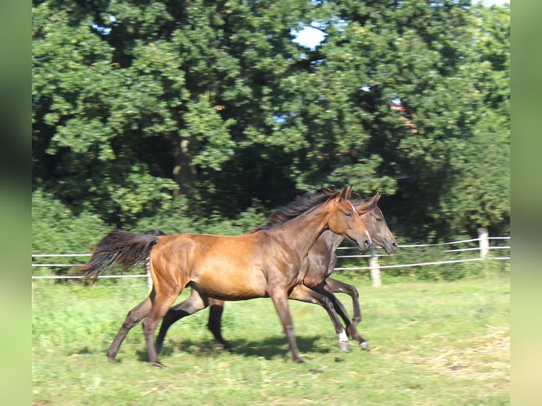 Hanoverian Mare 1 year 16,2 hh Brown in Ratekau