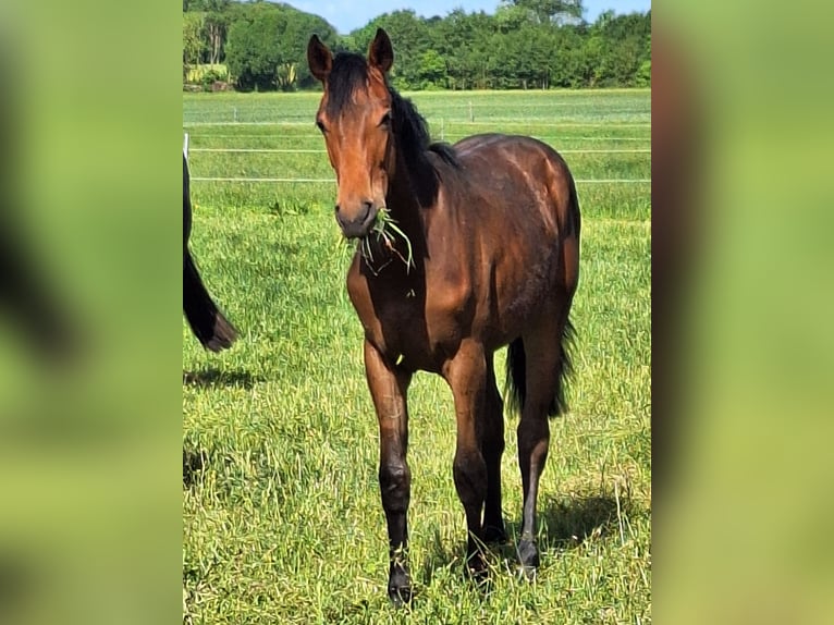 Hanoverian Mare 1 year 16,2 hh Brown in Reinfeld (Holstein)