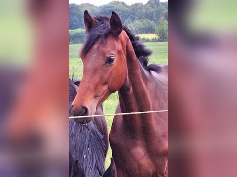 Hanoverian Mare 1 year 16,2 hh Brown in Reinfeld (Holstein)