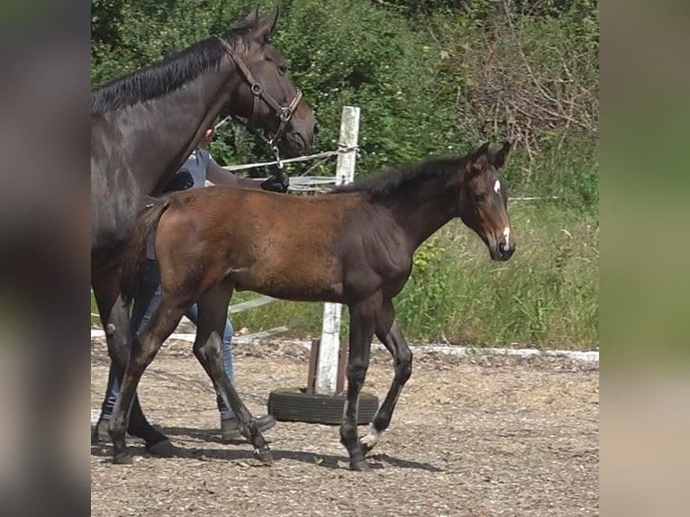 Hanoverian Mare 1 year 16,2 hh Brown in Ratekau