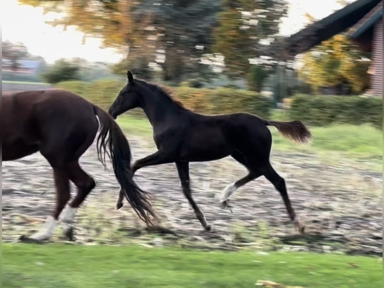 Hanoverian Mare 1 year 16,2 hh Chestnut in Handrup
