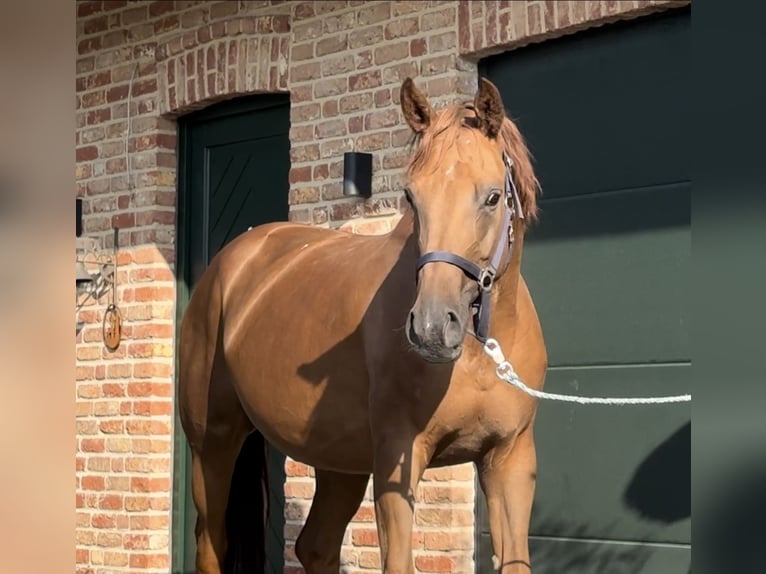 Hanoverian Mare 1 year 16,2 hh Chestnut in Handrup