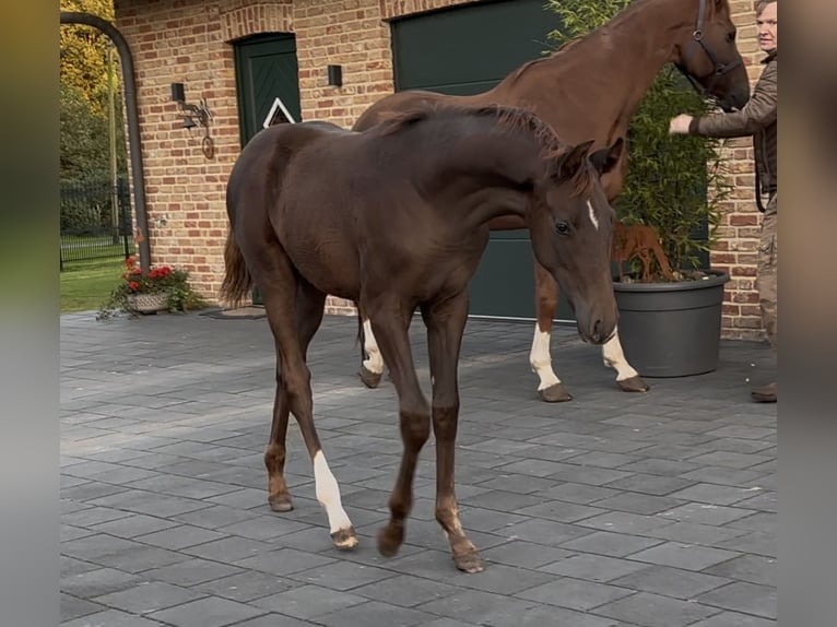Hanoverian Mare 1 year 16,2 hh Chestnut in Handrup
