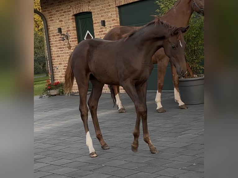 Hanoverian Mare 1 year 16,2 hh Chestnut in Handrup
